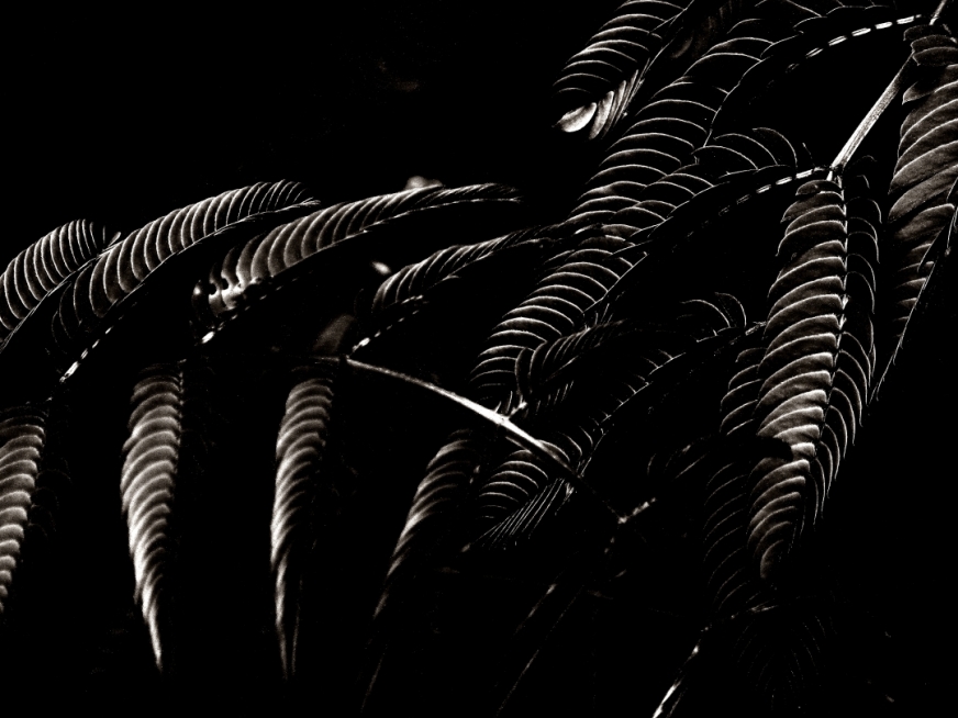  shrinking mimosa feathers