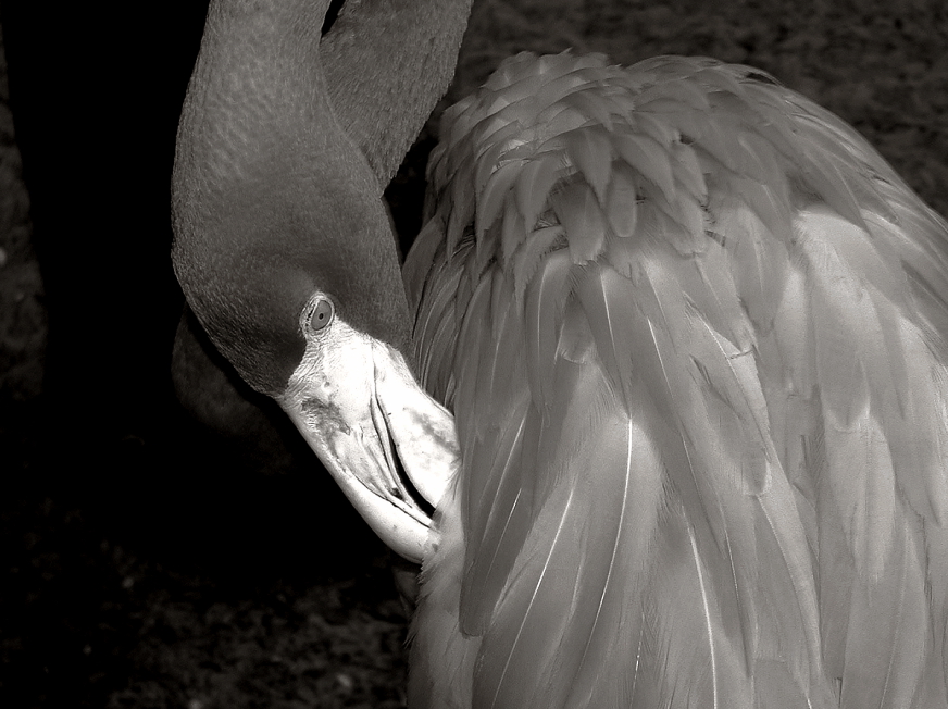  black sheep flamingo