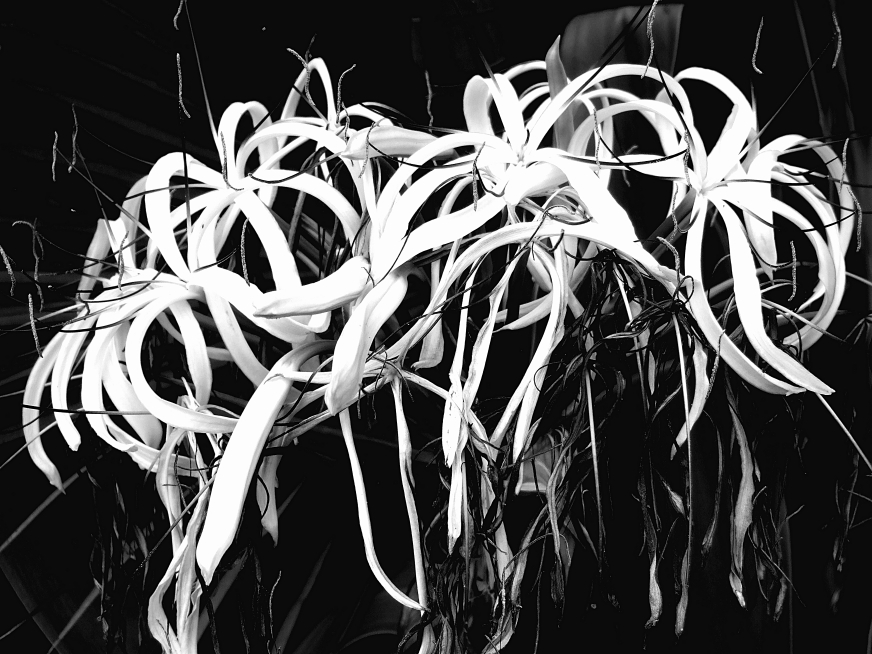  night-blooming white spiders