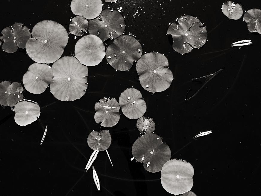  floating lotus mandelbrot