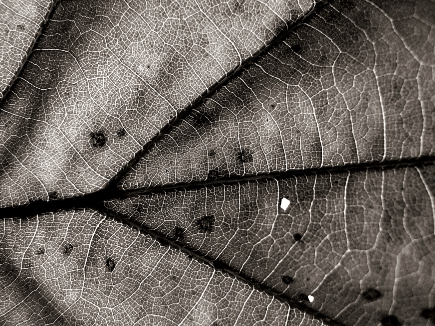  delta of veins