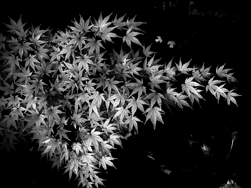  pale maple fireworks