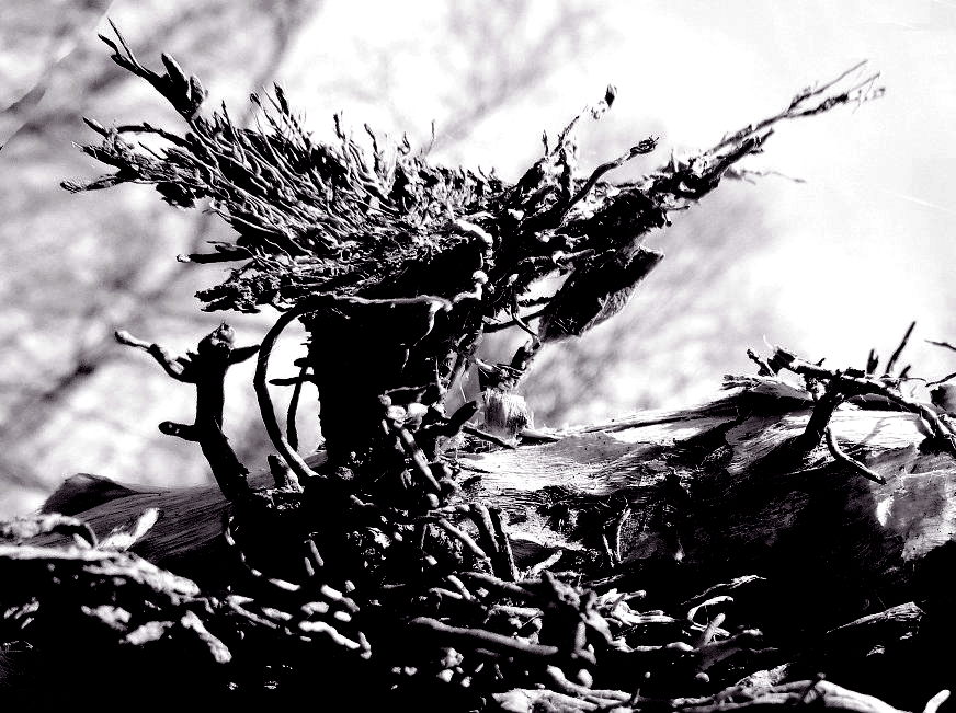  bursting vine roots