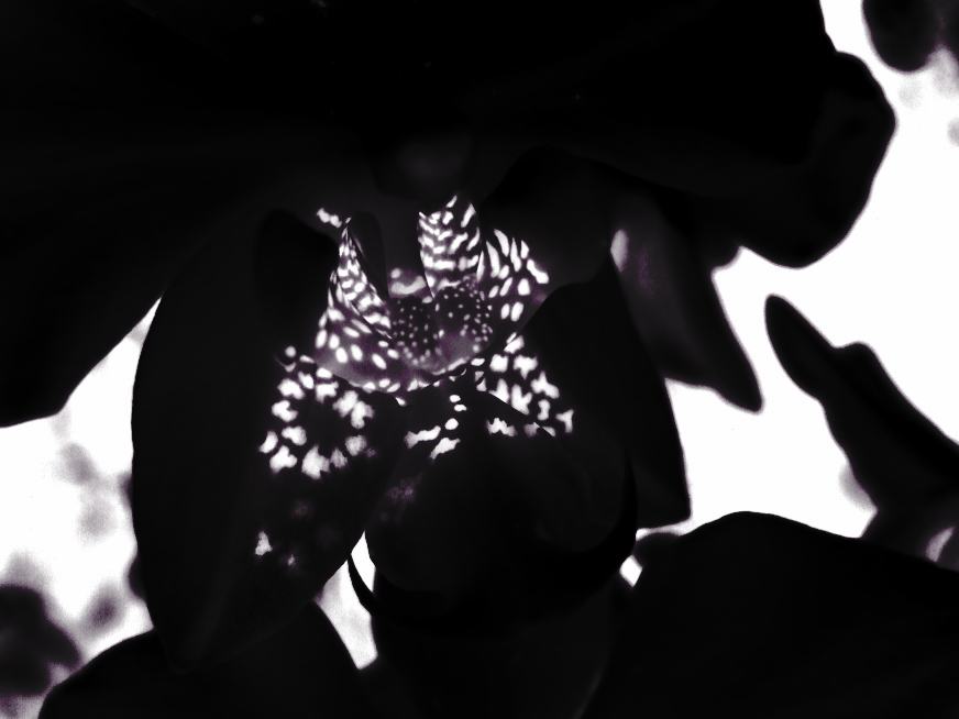  inner illumination orchid