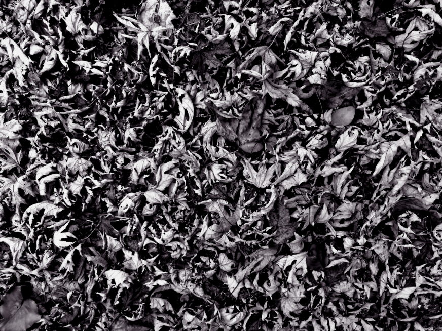  fractal leaves mosaic