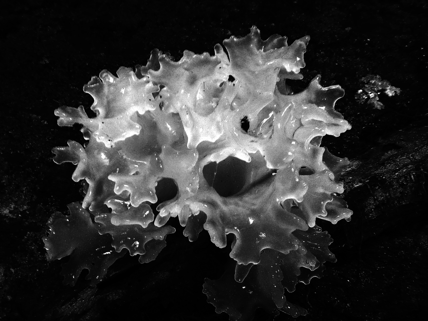  glowing glass fungus