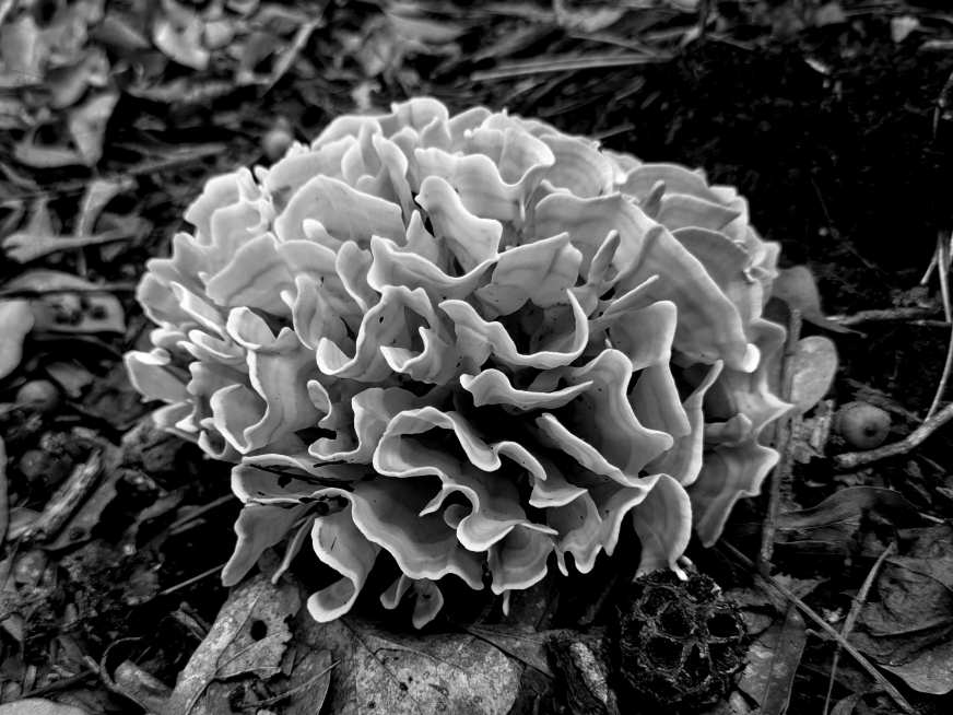 brain coral mushroom