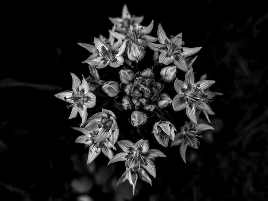star cluster lily